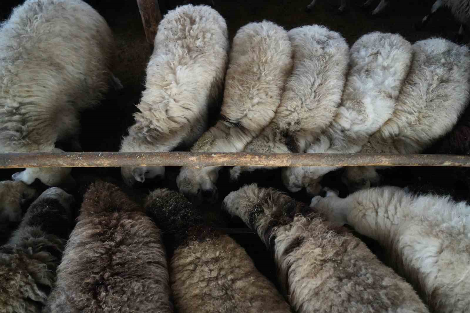 Muş&rsquo;ta hayvan sayısı 1,4 milyonu aştı: 650 bin kuzu ve oğlak doğumu bekleniyor
