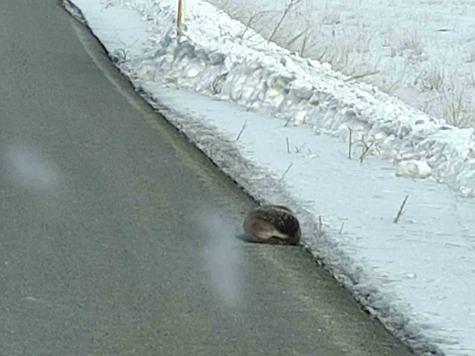 Nesli tehlikede olan su samuru yolunu kaybetti, kara yoluna indi
