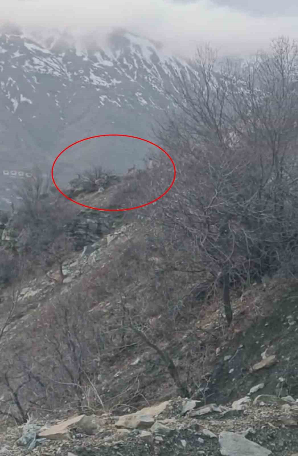 Diyarbakır’da nesli koruma altında bulunan dağ keçileri görüntülendi