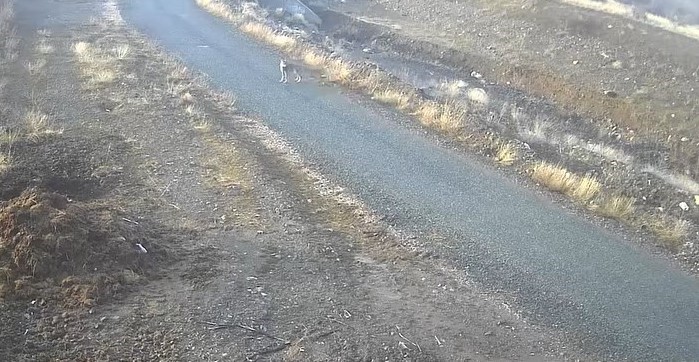 Elazığ’da mezraya inen kurt görüntülendi