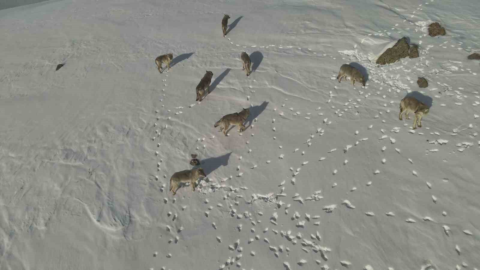 Karayazı’da kurt sürüsü gündüz vakti görüntülendi