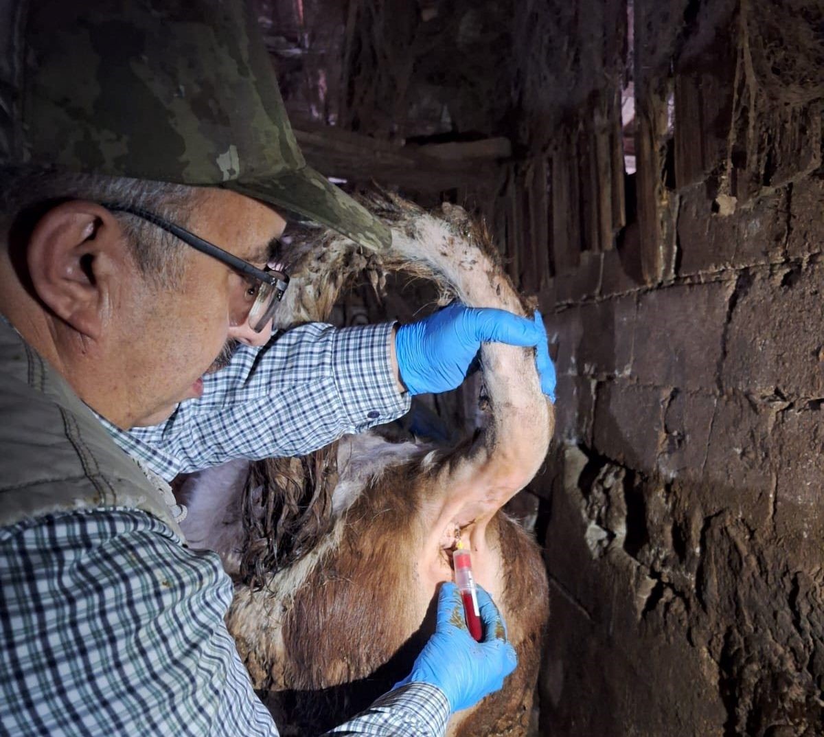 Emet&rsquo;te şap sero-surveyans &ccedil;alışmaları

