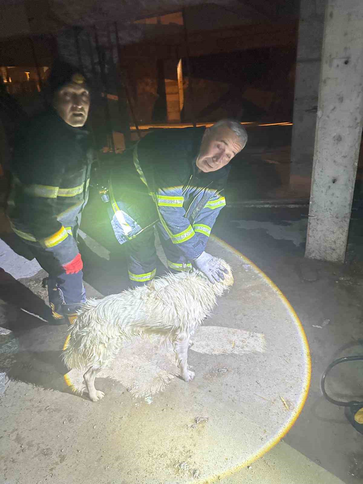 Yağmur sularıyla dolan asansör boşluğuna düşen köpek son anda kurtarıldı