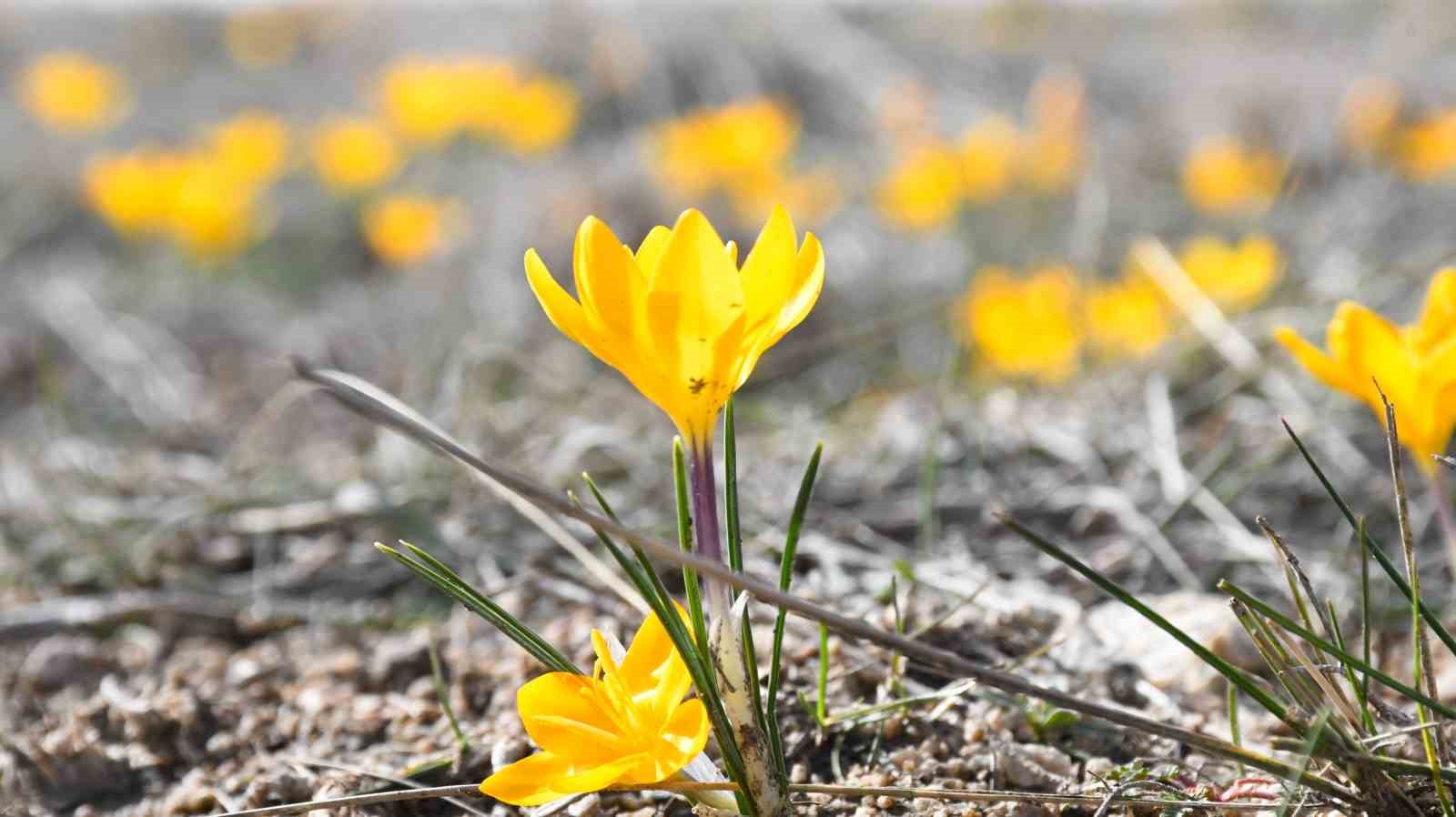 Yozgat’ta bu yıl çiğdemler baharı erkenden müjdeledi