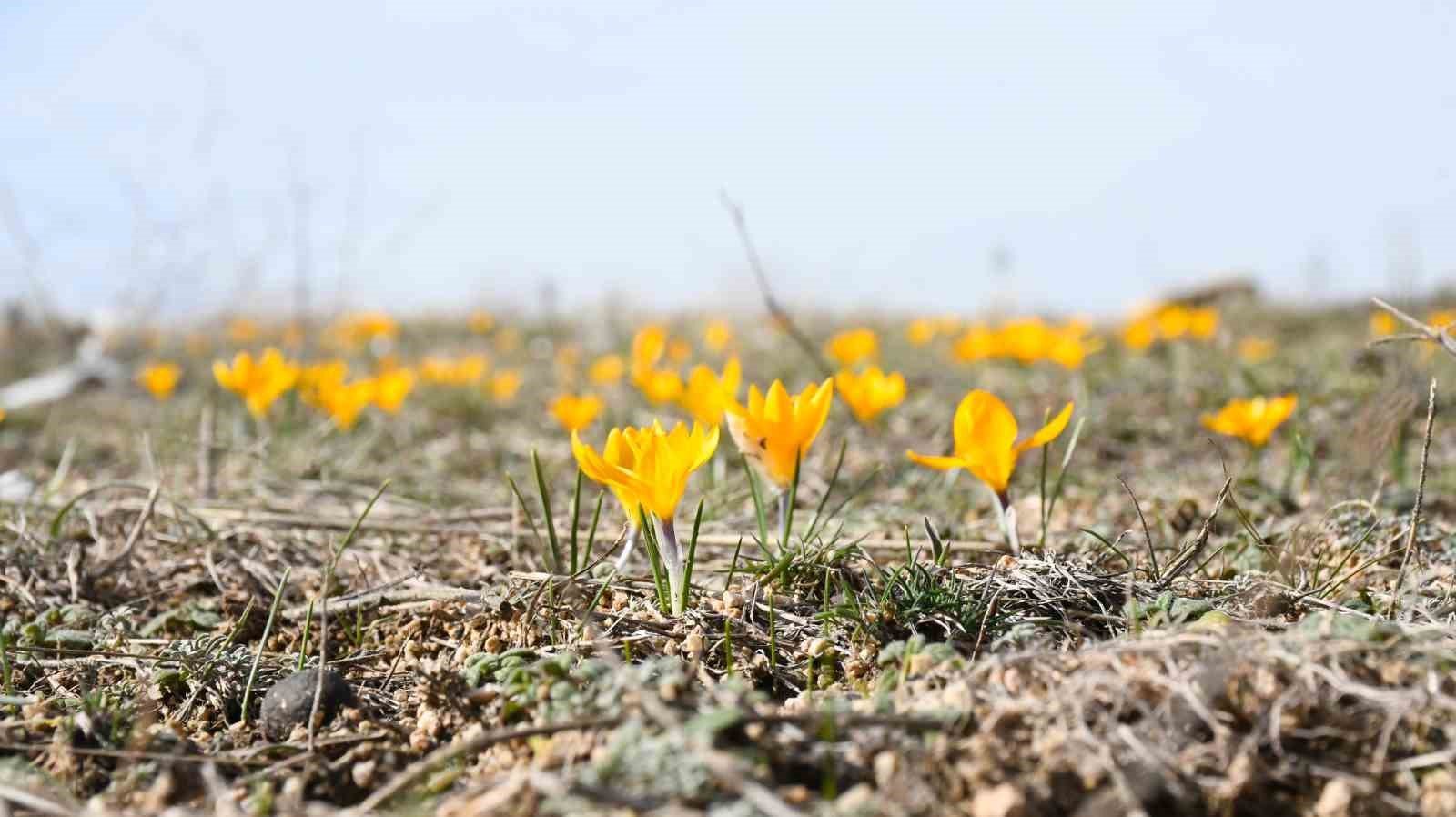 Yozgat&rsquo;ta bu yıl &ccedil;iğdemler baharı erkenden m&uuml;jdeledi
