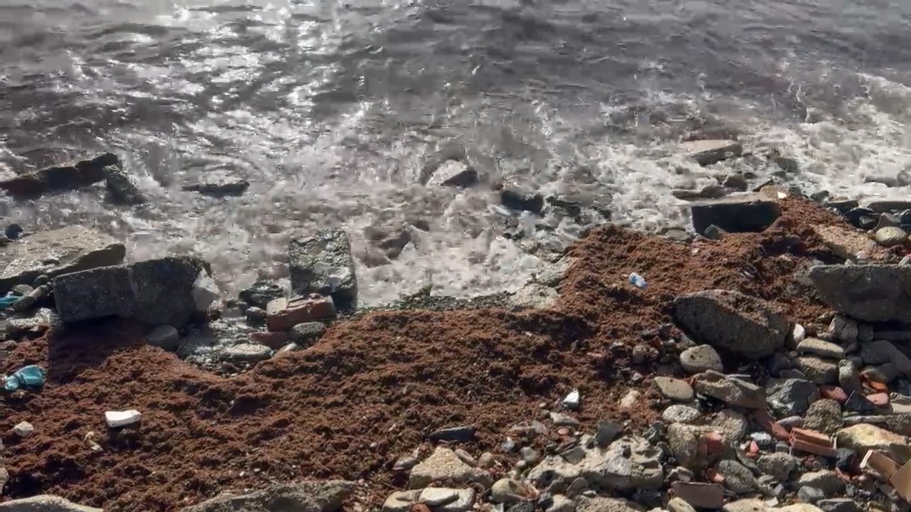 Marmara&rsquo;daki fırtına Tekirdağ kıyılarını kızıl yosunla s&uuml;r&uuml;kledi
