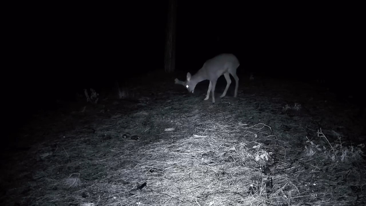 Tekirdağ&rsquo;da ormanda kurt ve iki karaca g&ouml;r&uuml;nt&uuml;lendi
