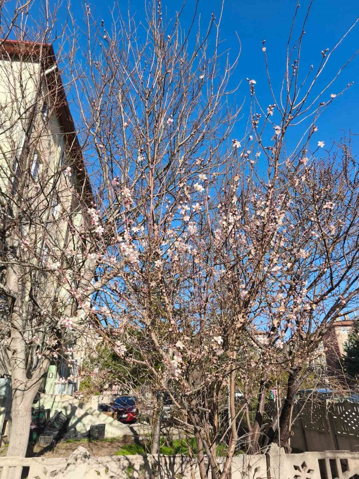 Yalancı bahara aldanan ağaçlar şubat ortasında çiçek açtı