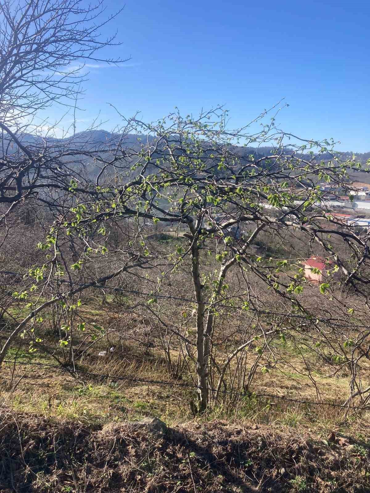 Fındık üreticilerine sigorta uyarısı