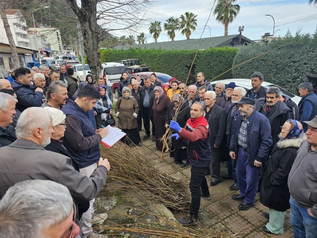 Sinop&rsquo;ta 900 fırıncık armudu fidanı dağıtıldı
