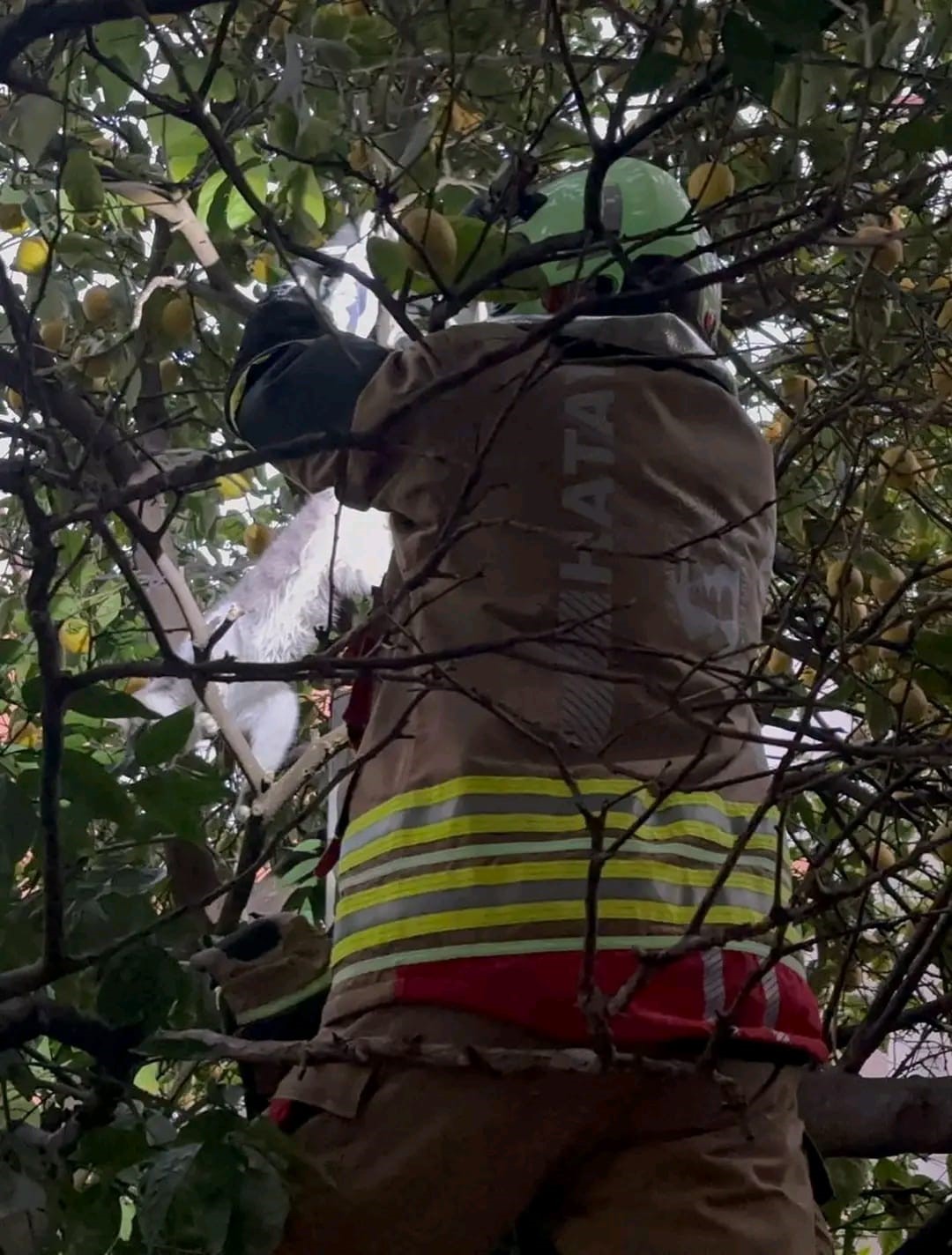 Hatay’da ağaca takılan kediyi itfaiye kurtardı