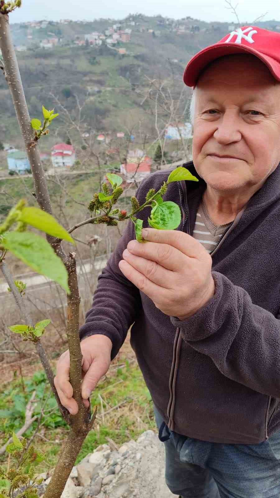 Kış ortasında yalancı bahara aldanan karayemiş ve dut ağa&ccedil;ları &ccedil;i&ccedil;ek a&ccedil;ıp meyve verdi

