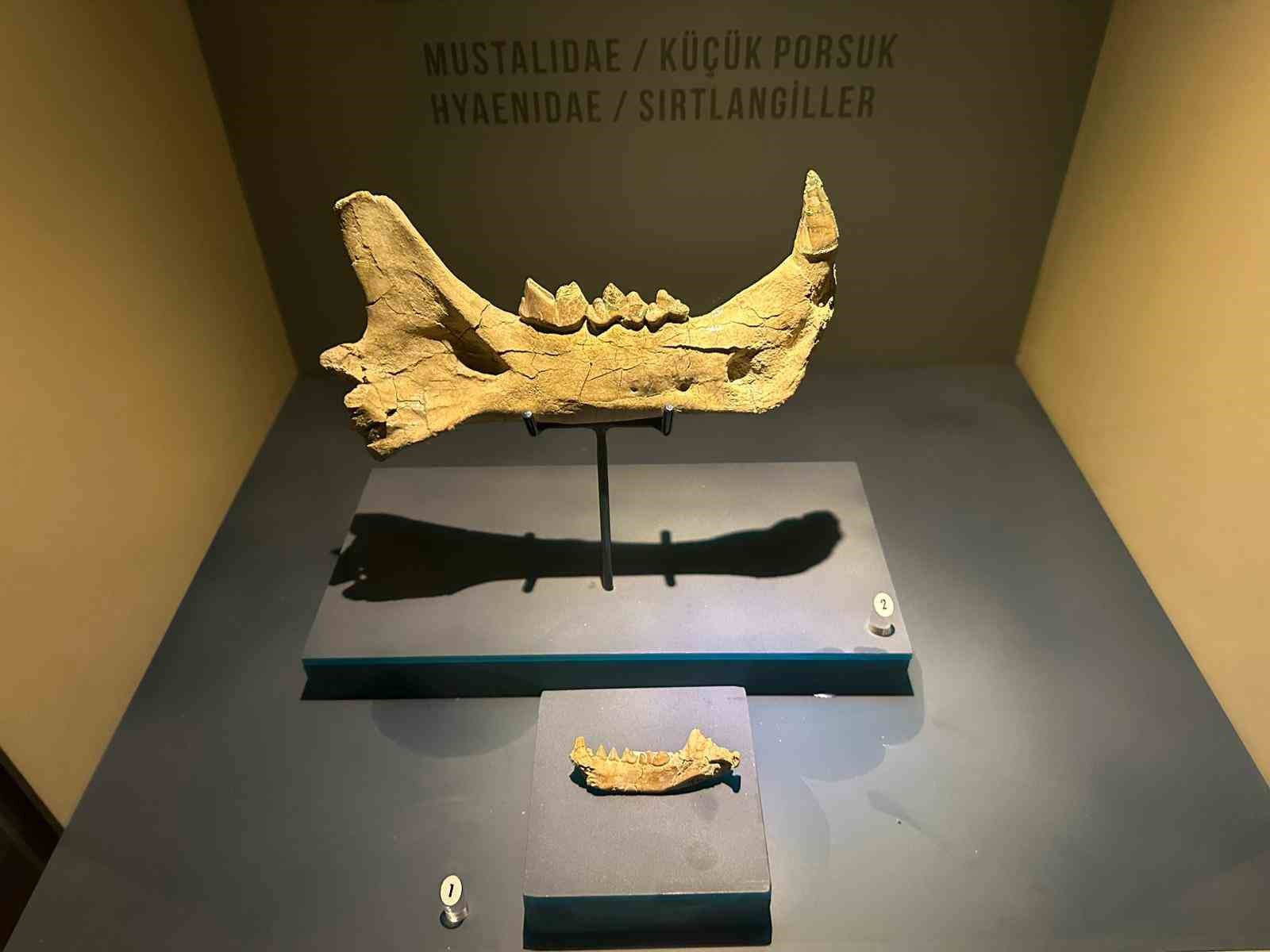 8 milyon yıl &ouml;ncesine tanıklık eden m&uuml;ze 40 bin kişiyi ağırladı
