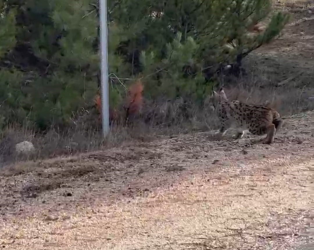 Nallıhan&rsquo;da nesli t&uuml;kenmekte olan vaşak g&ouml;r&uuml;ld&uuml;
