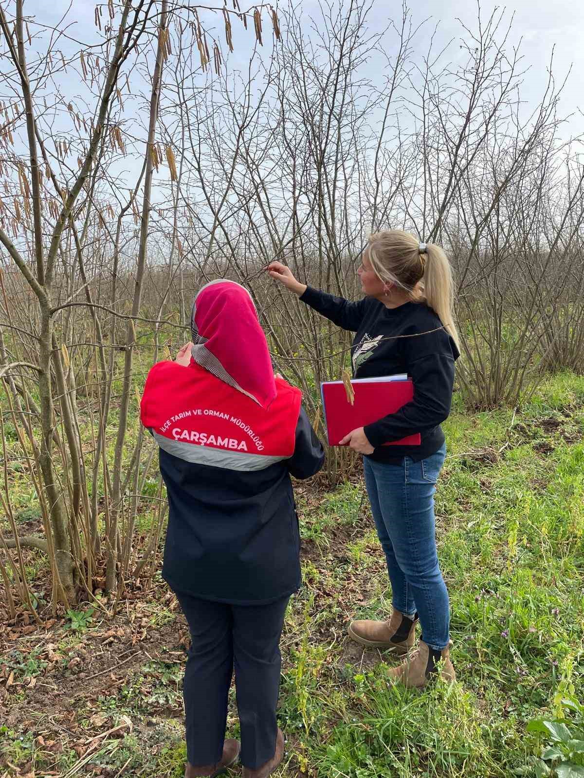 &Ccedil;arşamba&rsquo;da fenolojik g&ouml;zlem ve destekleme &ccedil;alışmaları

