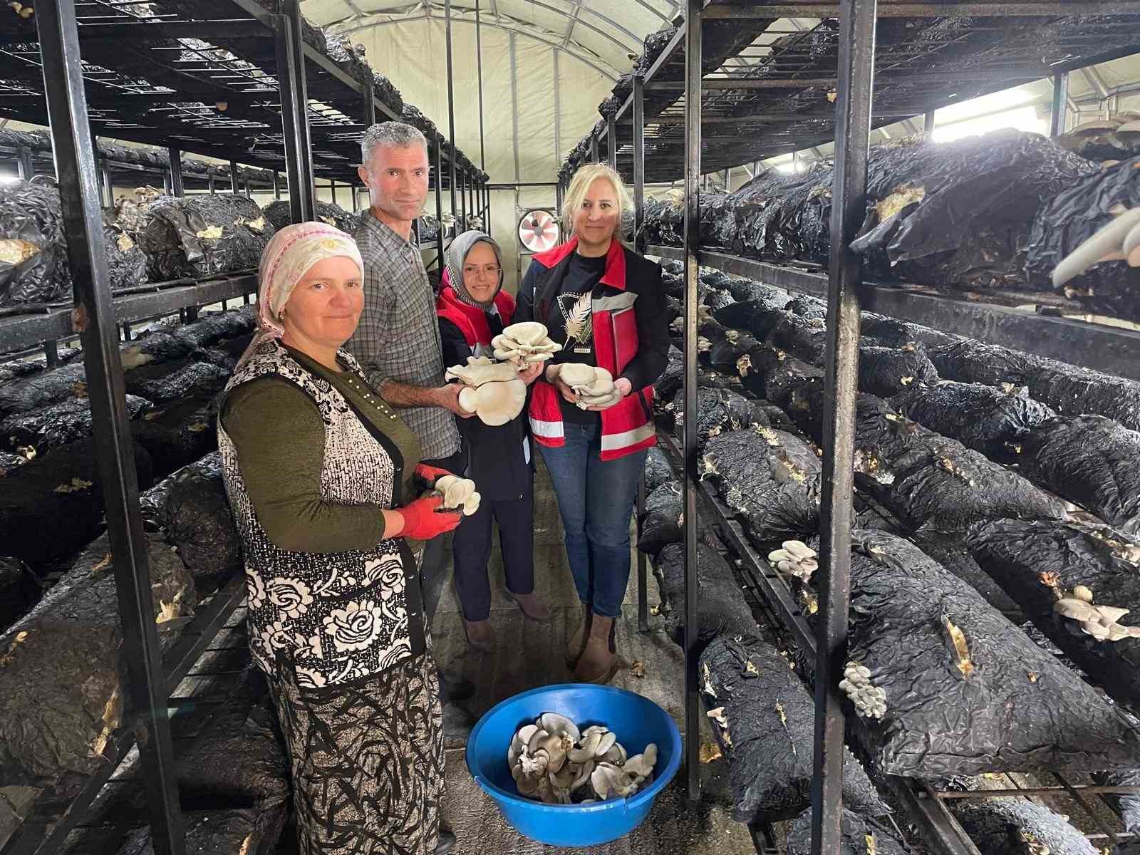 Çarşamba’da mantar hasadı etkinliği