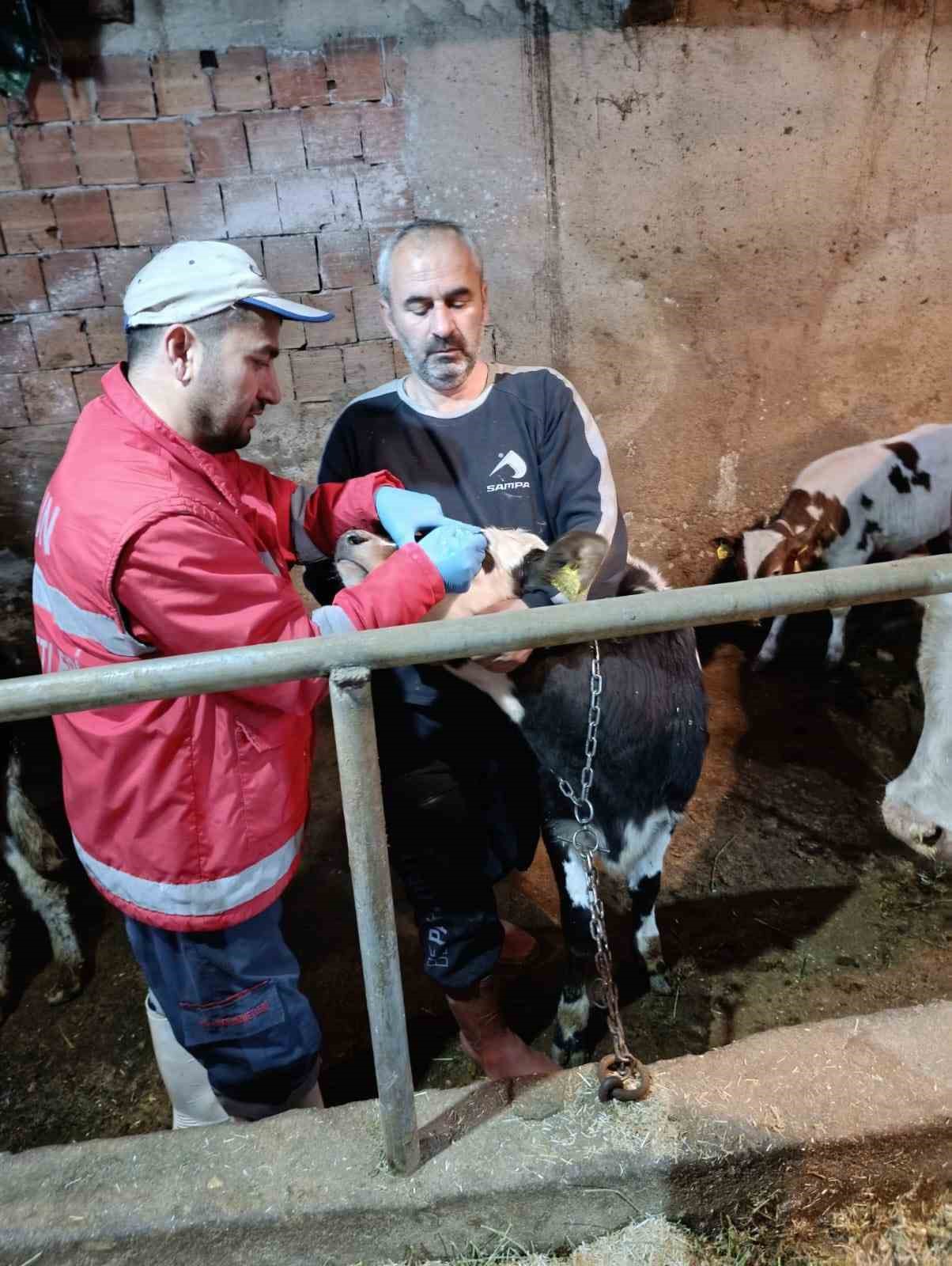Çarşamba’da büyükbaş hayvanlara şap ve brucella aşısı