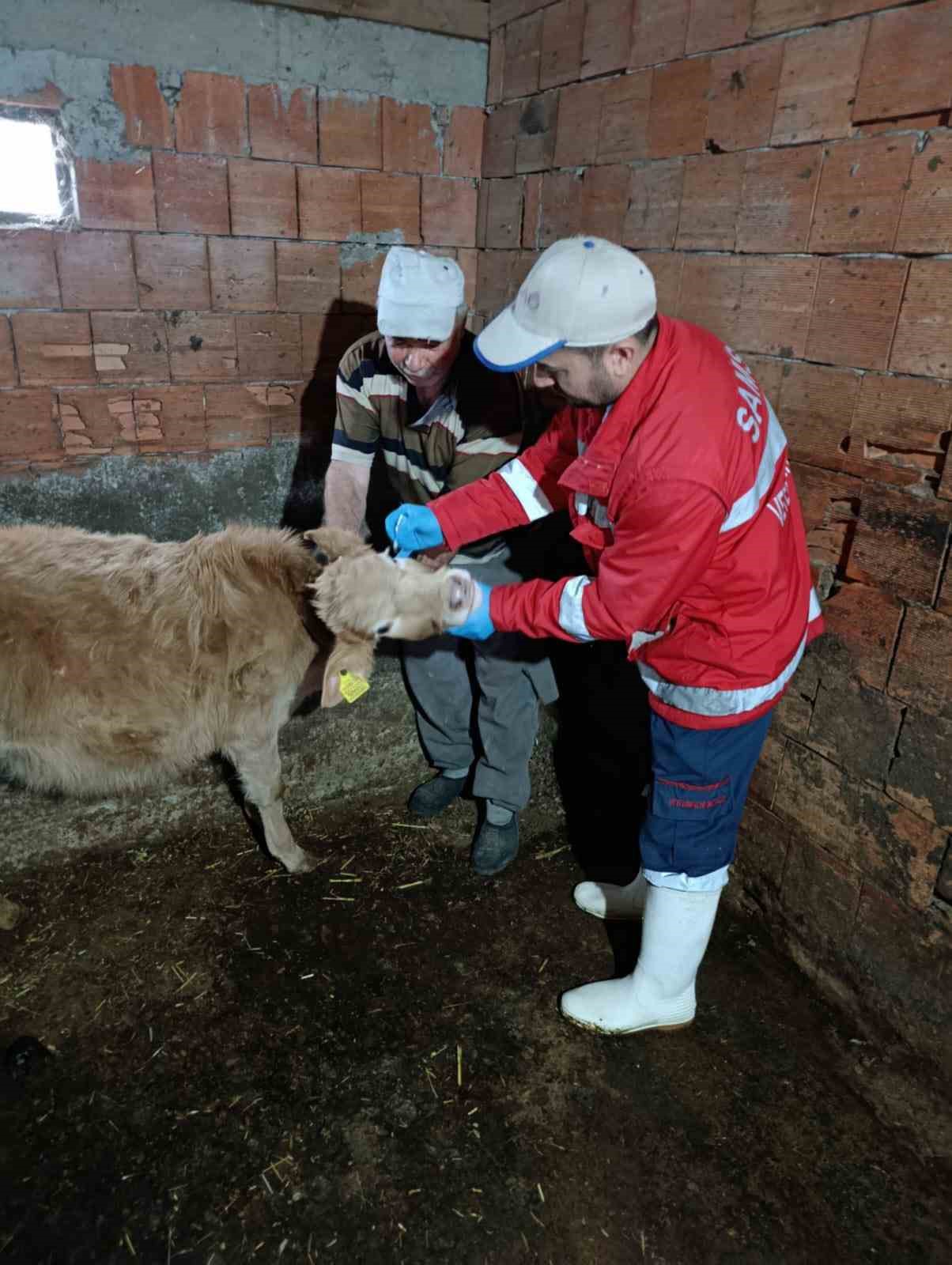 Çarşamba’da büyükbaş hayvanlara şap ve brucella aşısı