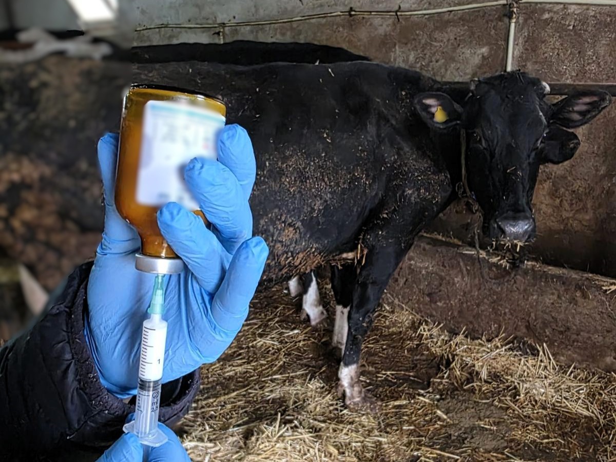 Kırklareli’nde büyükbaş hayvanlara şap aşısı