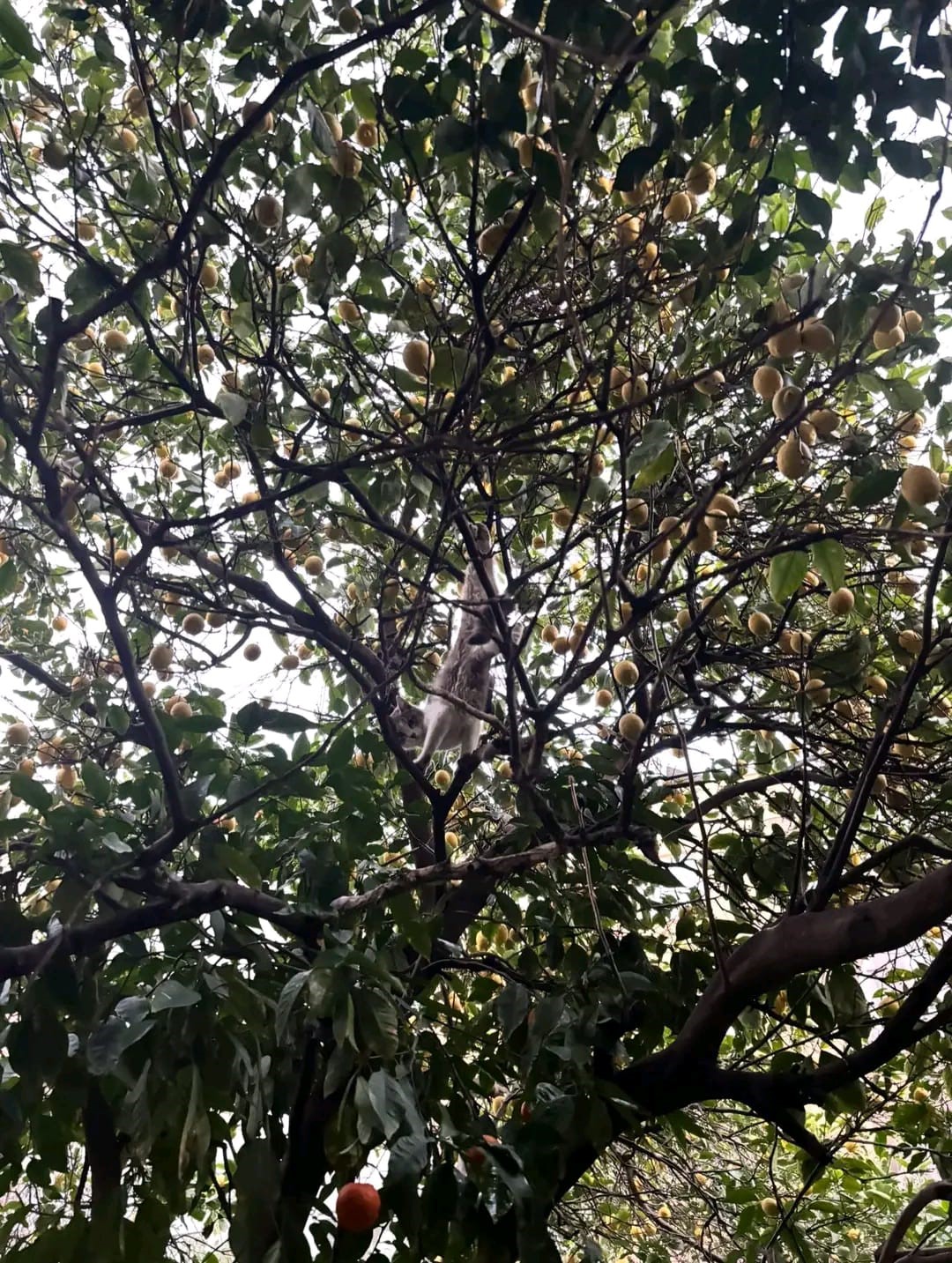 Hatay&rsquo;da ağaca takılan kediyi itfaiye kurtardı
