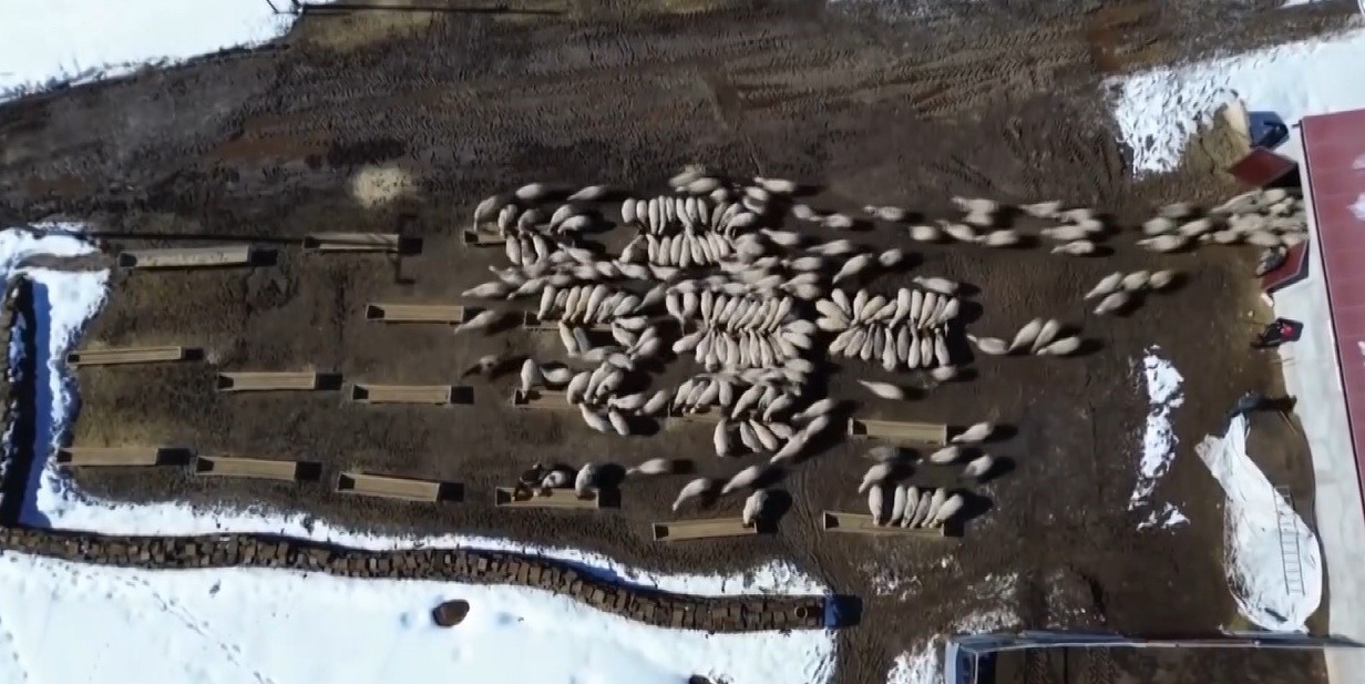 Bayburt’ta 50 milyon liralık yem desteği 2 bin 601 işletmeye ulaştı