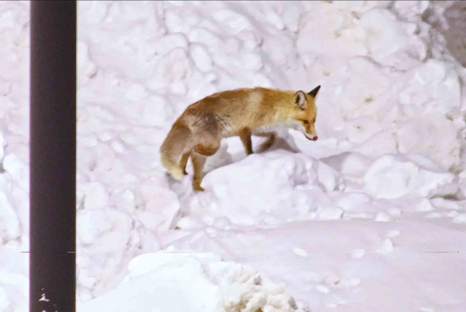 Şehre inen tilkilerin sevimli halleri kameralara yansıdı