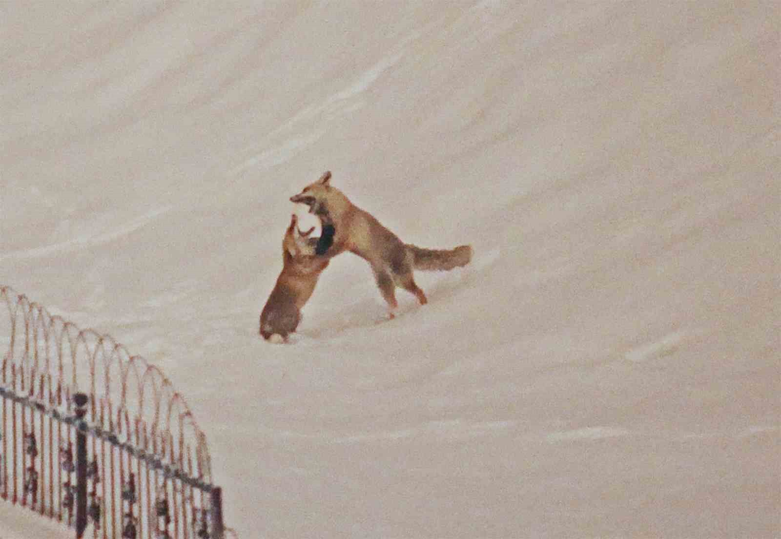 Şehre inen tilkilerin sevimli halleri kameralara yansıdı
