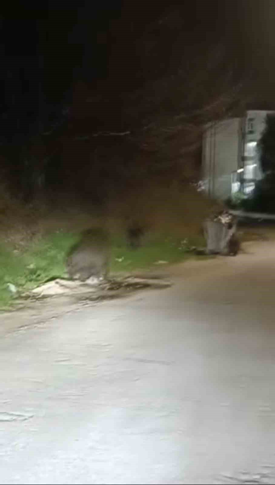 Bursa&rsquo;da a&ccedil; kalan domuz s&uuml;r&uuml;s&uuml; şehre indi
