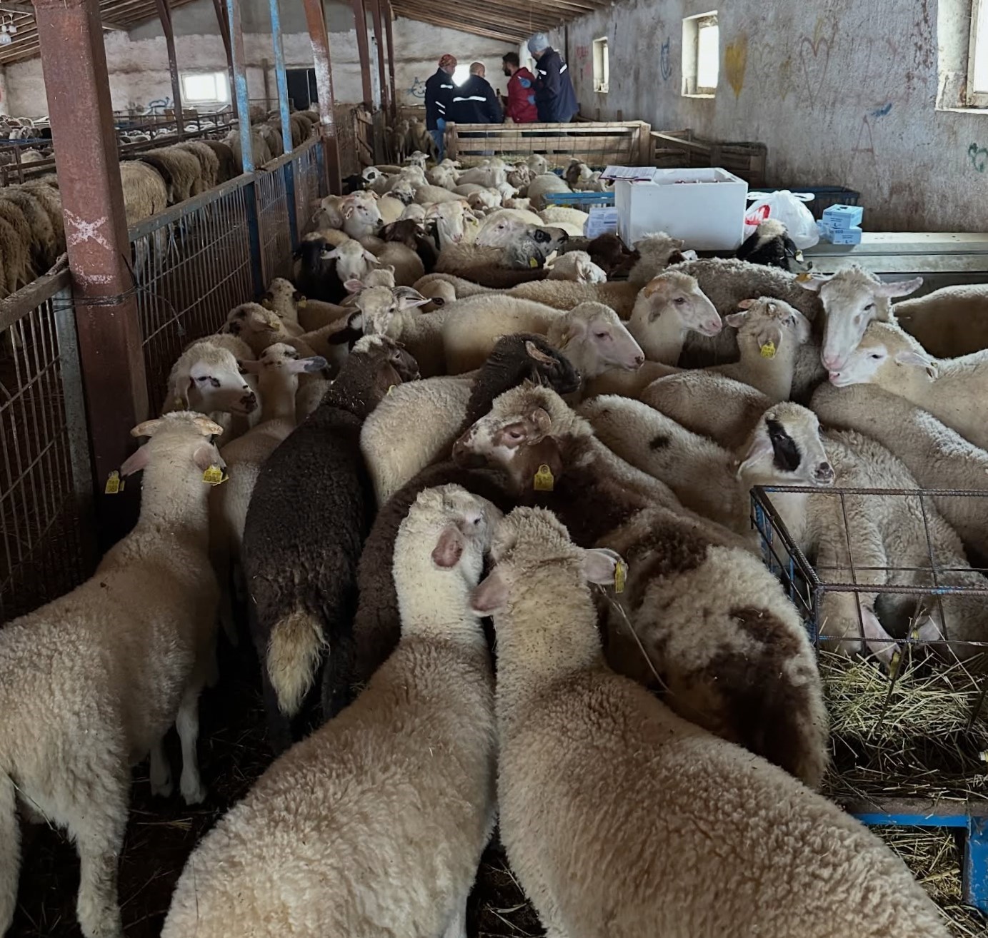 Aydıntepe’de şap hastalığına yönelik kontroller sürüyor