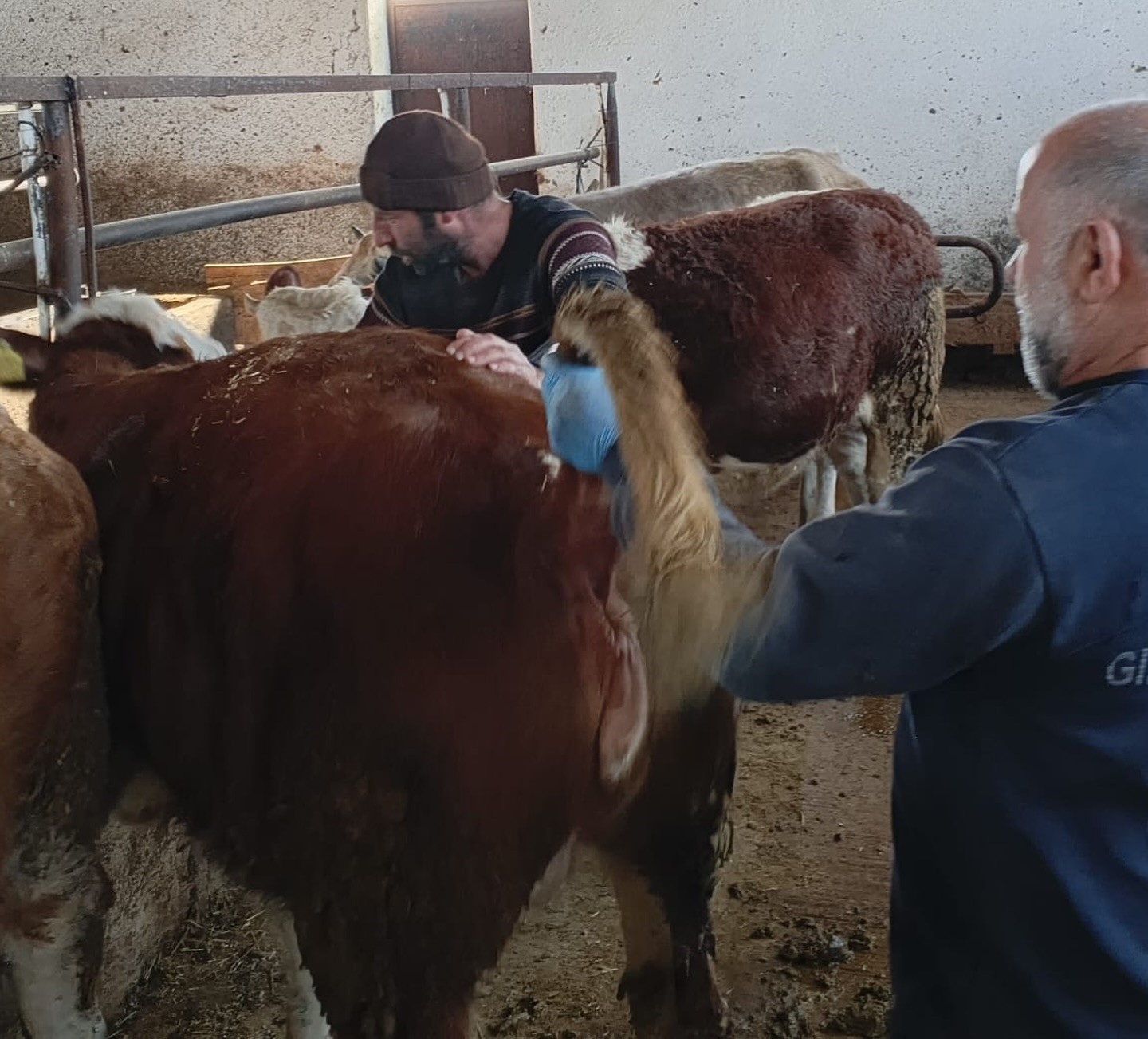 Aydıntepe’de şap hastalığına yönelik kontroller sürüyor