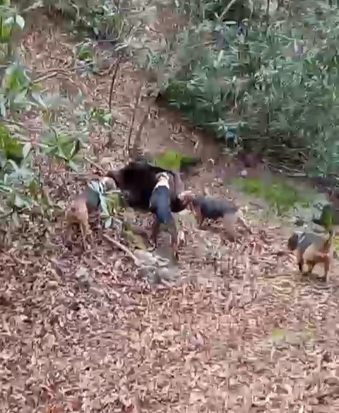 Samsun&rsquo;da avcıların sezon finali: 3 domuz avlandı
