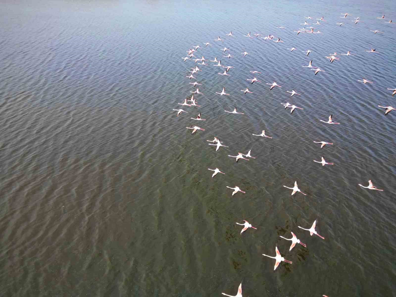 Eber Gölü’ndeki flamingolar görsel şölen sundu