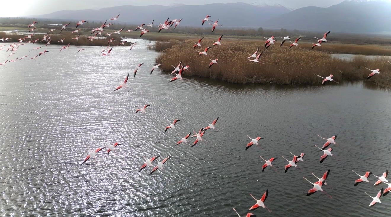 Eber G&ouml;l&uuml;&rsquo;ndeki flamingolar g&ouml;rsel ş&ouml;len sundu
