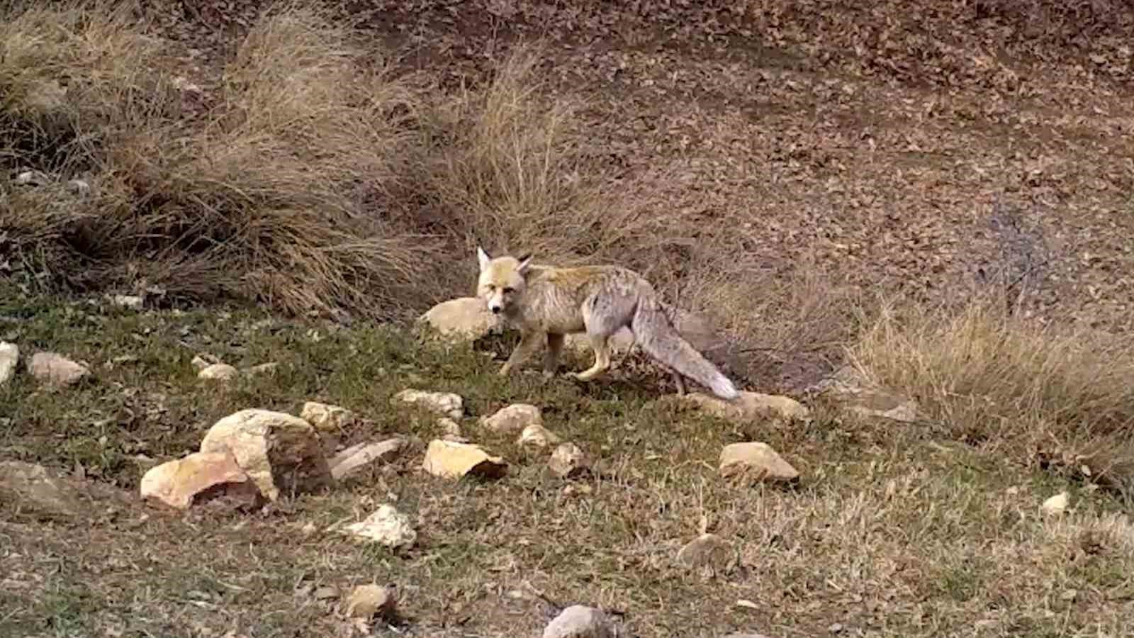Kırmızı listedeki ormanın hayaleti vaşak fotokapana takıldı
