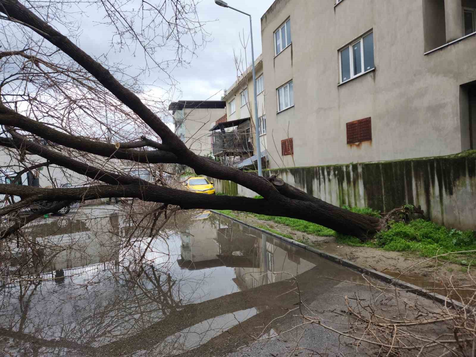 &Ccedil;ine&rsquo;de dut ağacı minib&uuml;s&uuml;n &uuml;st&uuml;ne devrildi
