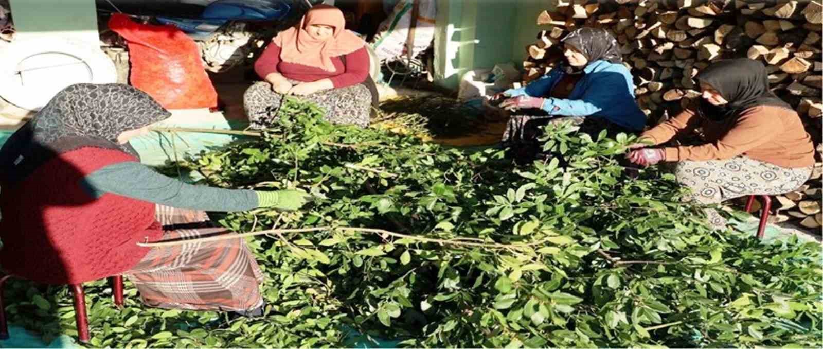 Orman k&ouml;yl&uuml;s&uuml; ekmeğini topraktan &ccedil;ıkartıyor
