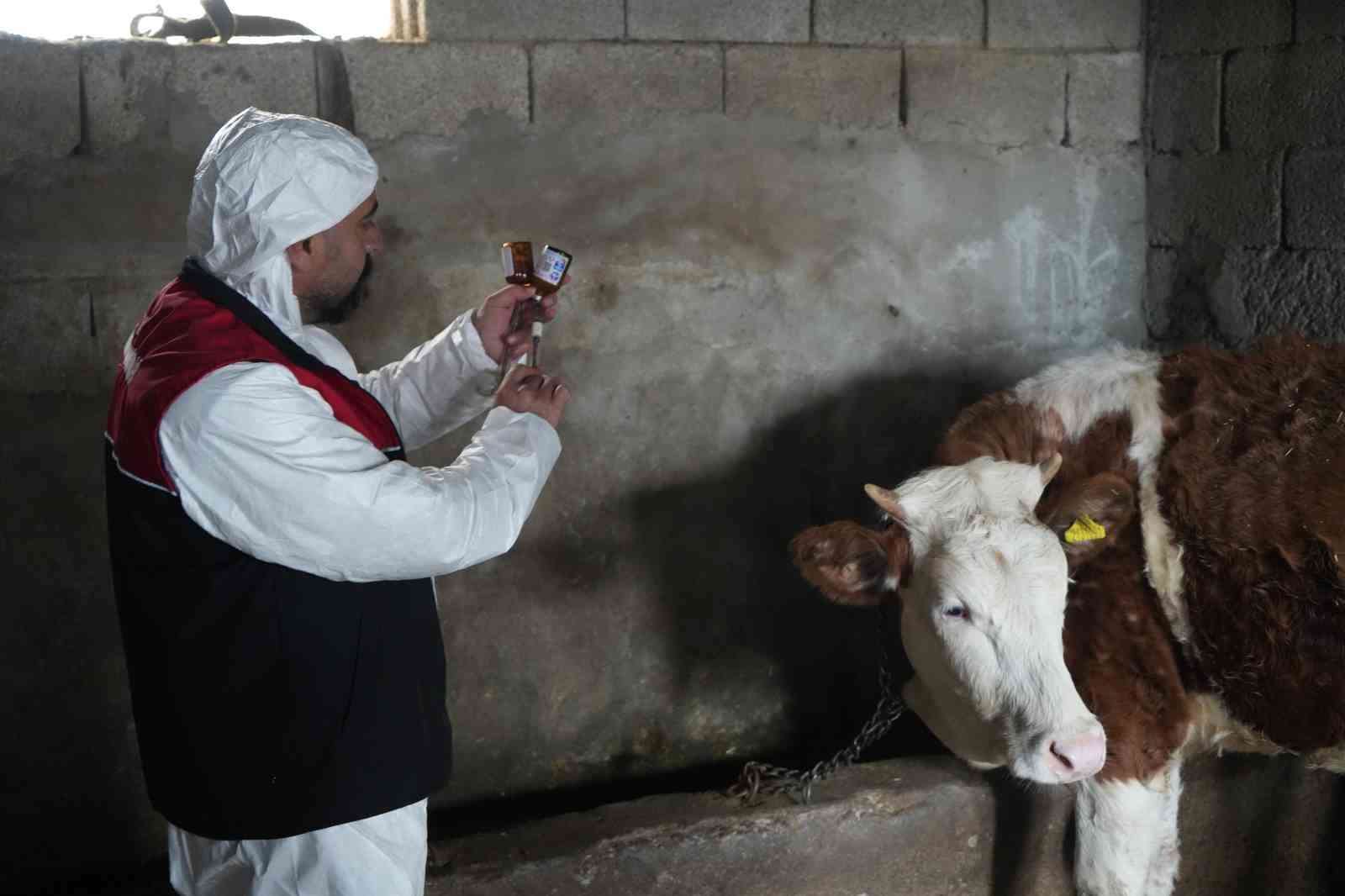 Muş&rsquo;ta şap ve şarbon aşılama kampanyası başladı
