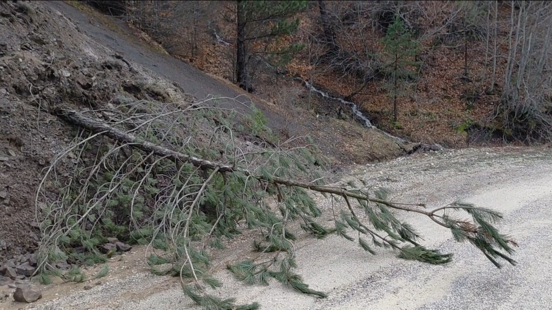 Amasya’da ormanlık alanda heyelan: Ağaçlar devrildi