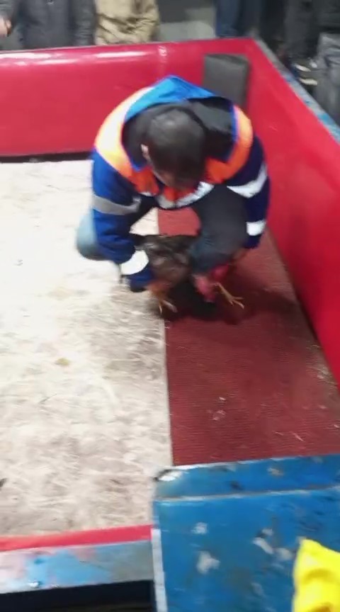 Polis, temizlik işçisi kılığına girerek horoz dövüşünü ortaya çıkardı