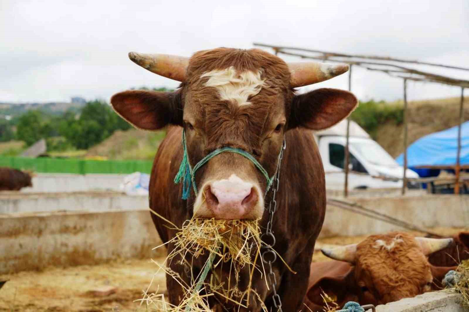 Samsun&rsquo;dan 20 bin ton su ve hayvansal &uuml;r&uuml;n ihracatı
