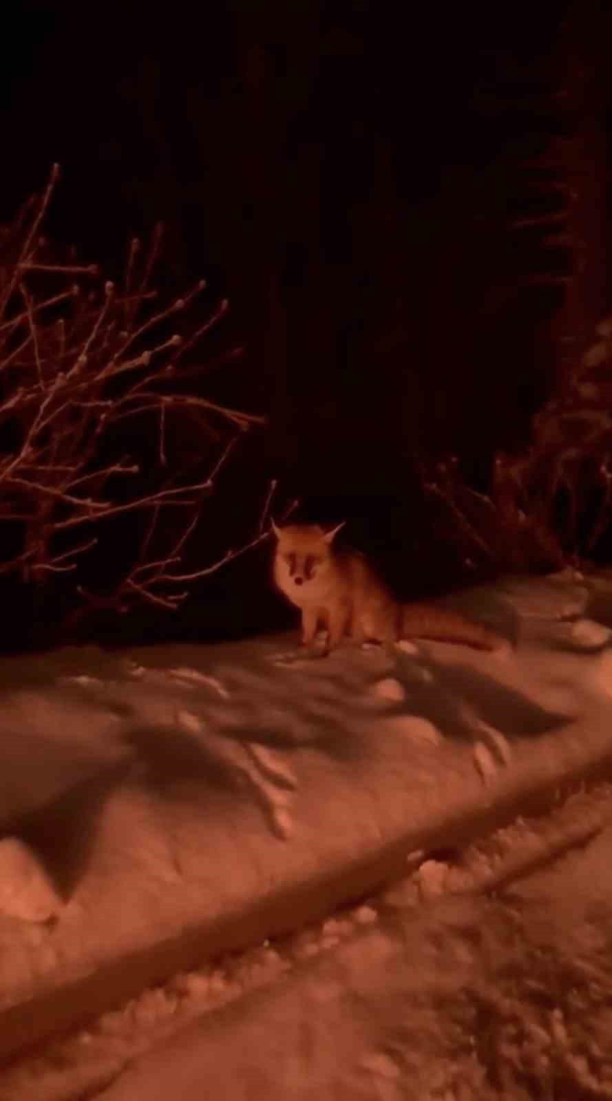 Uludağ yolunda tilki g&ouml;r&uuml;nt&uuml;lendi
