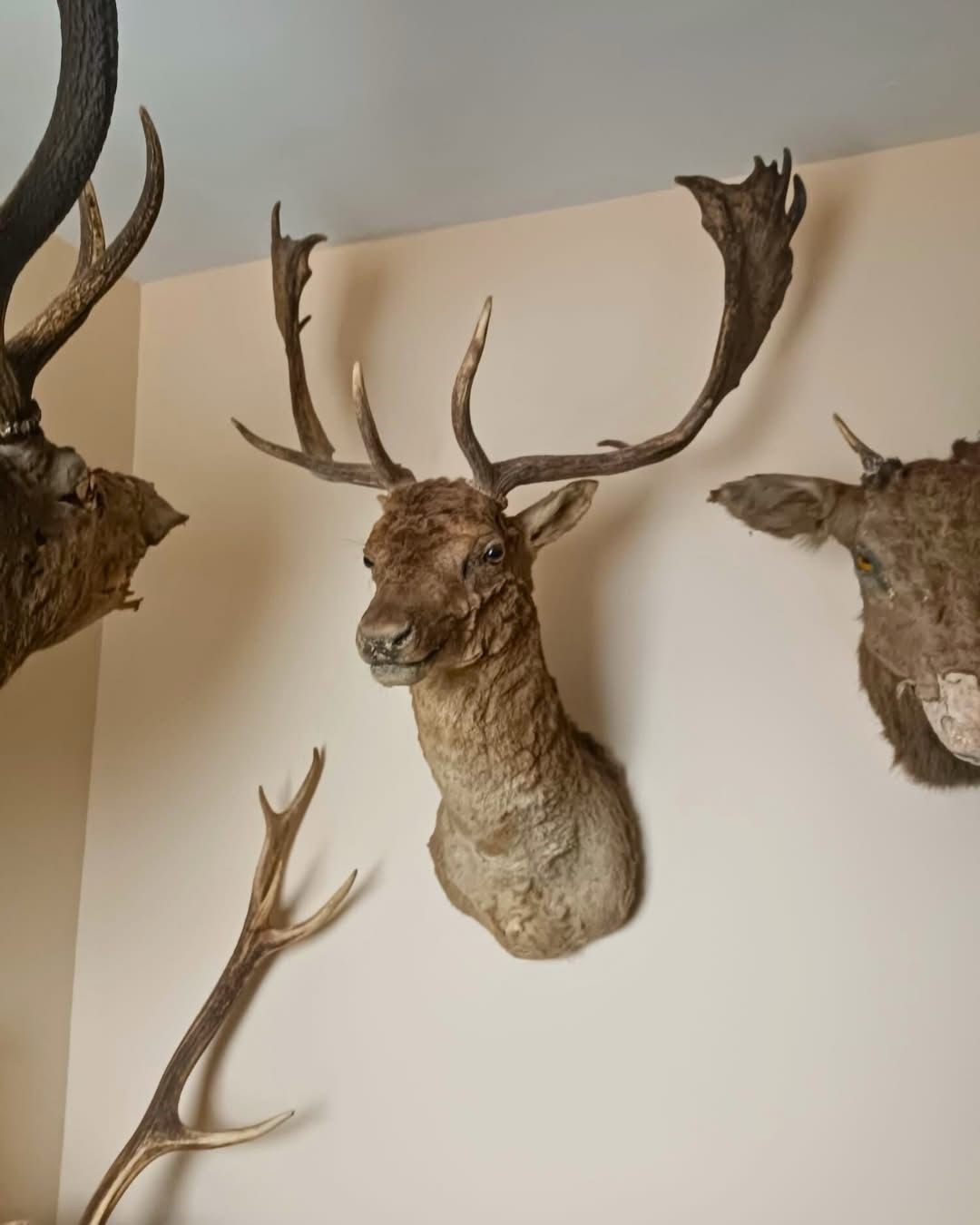 Tekirdağ’da yaban hayvanlarına ait 40 adet tahnit ve trofe ele geçirildi