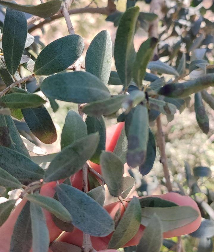 Salihli’de zeytin üreticilerine halkalı leke uyarısı