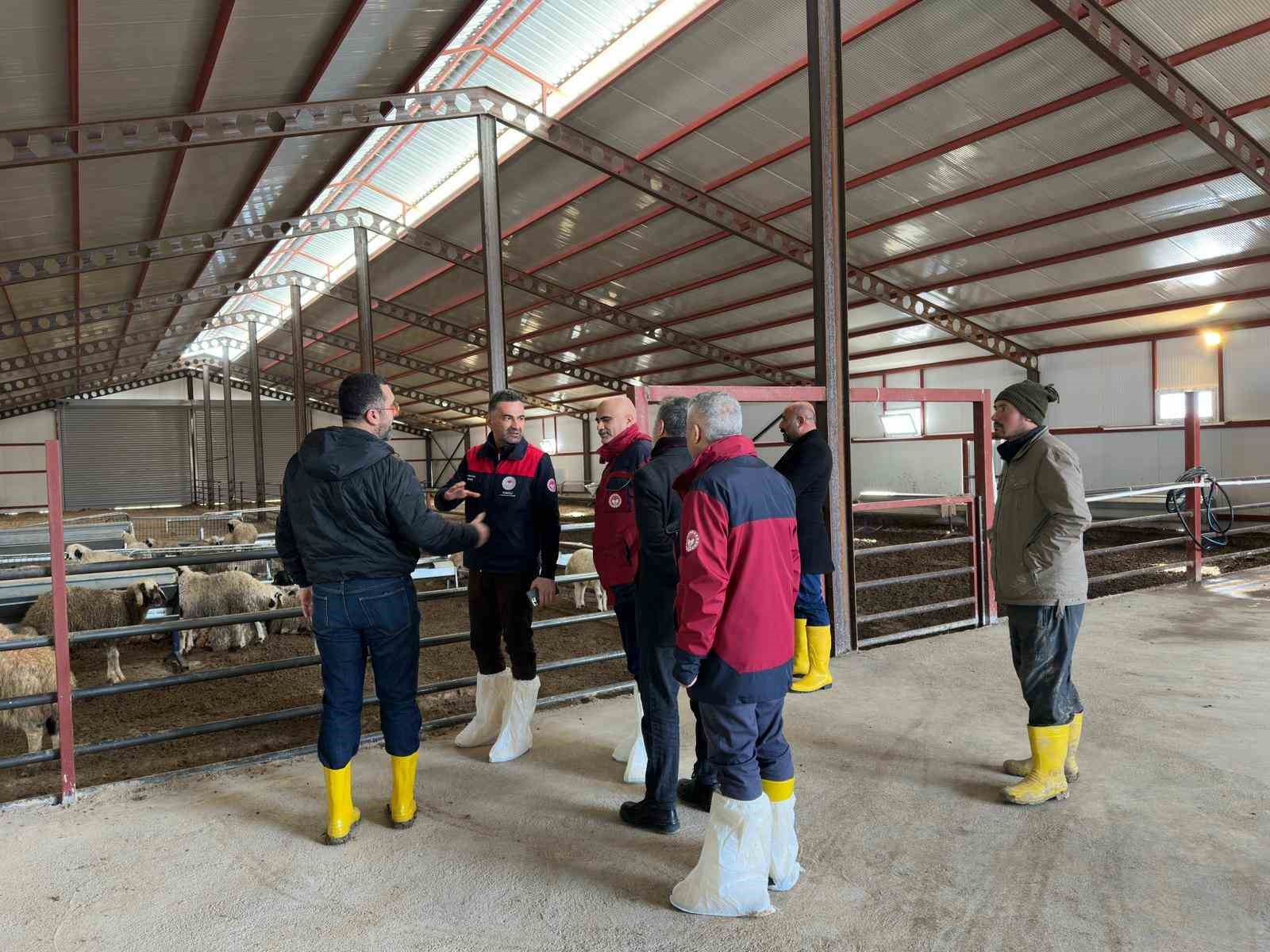 585 başlık küçükbaş işletmesi, yüzde 50 hibeyle faaliyete geçti