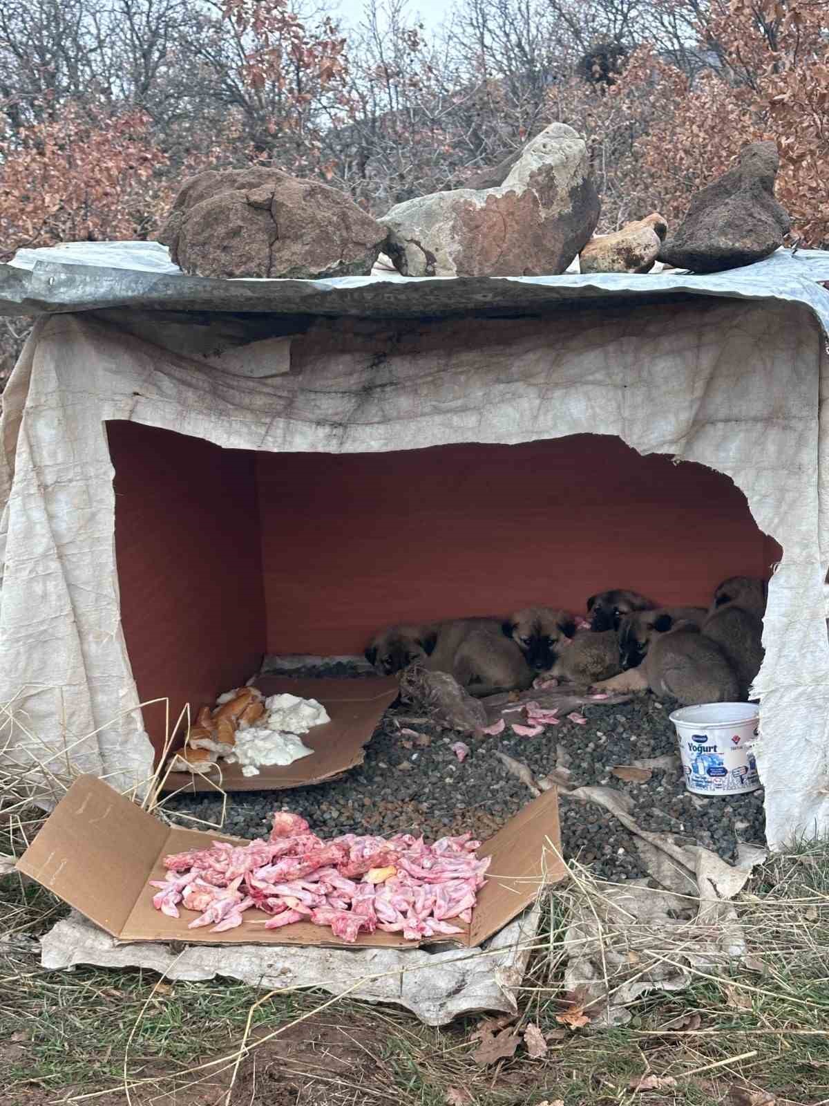 K&ouml;y yoluna bırakılan yavru k&ouml;peklere jandarmandan şefkat eli
