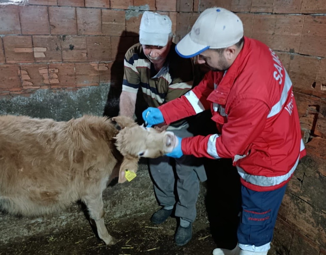 Şapla mücadelede kritik dönem başladı: Aşısız hayvana sevk yok, ceza var
