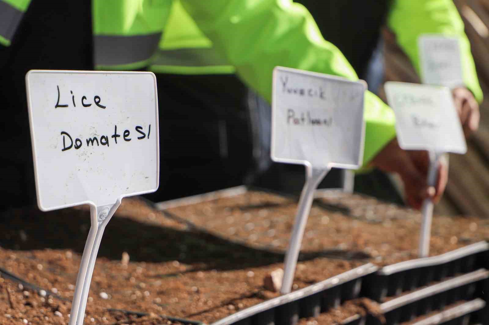 Yerel tohum toprakla buluştu, 300 bin fide &ccedil;ift&ccedil;ilere &uuml;cretsiz dağıtılacak
