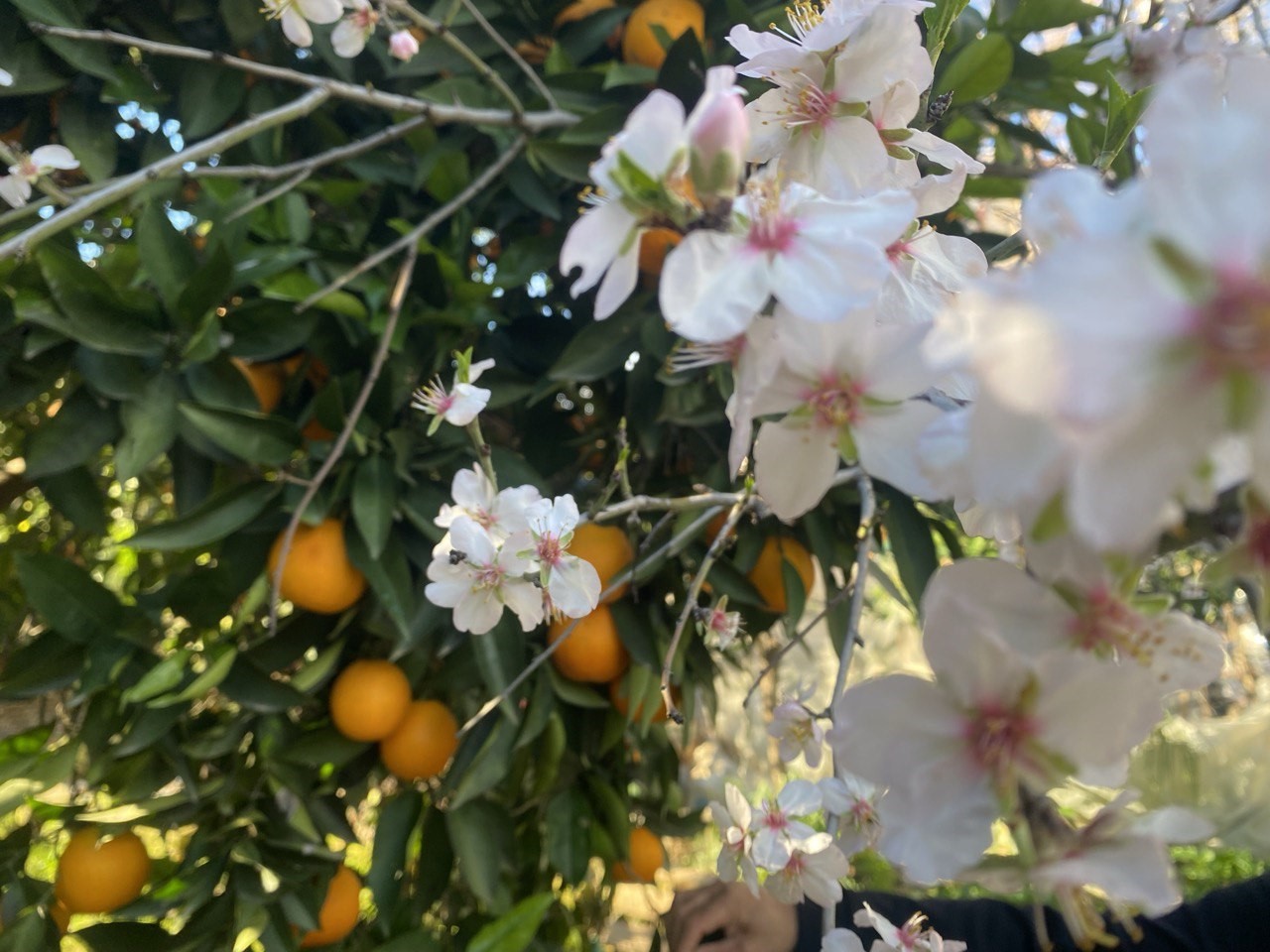 Aksu’da badem ağaçları şubat ortasında çiçek açtı