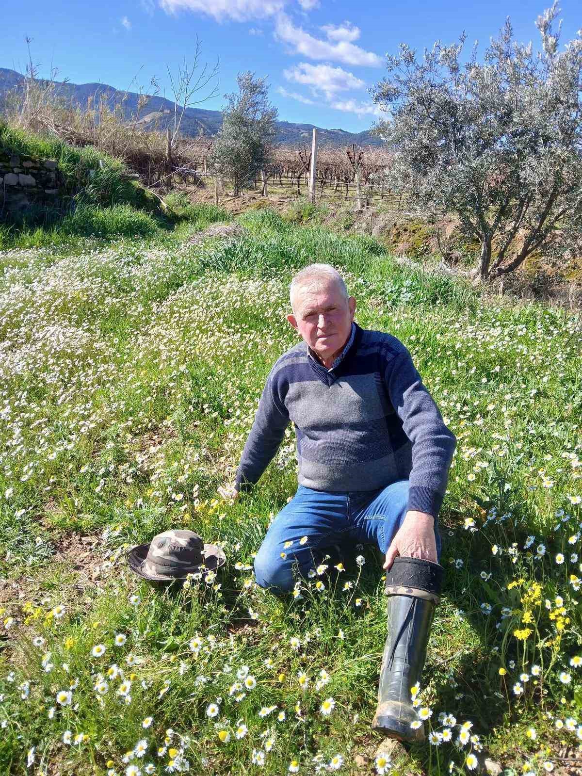 Sarıg&ouml;l&rsquo;de şubat ayında yalancı bahar yaşanıyor
