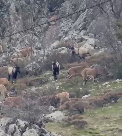 Sincik boğazına dağ ke&ccedil;ileri indi
